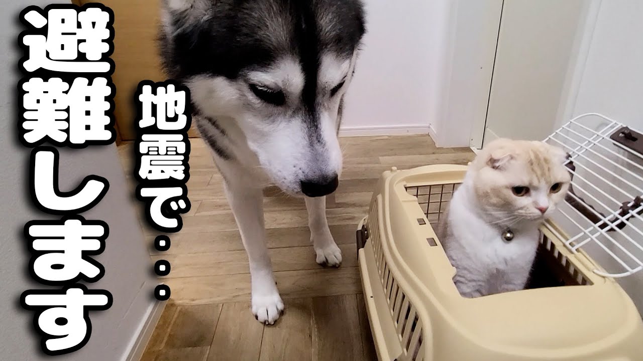 突然大地震が来たので急いで猫と犬を連れて避難しました... - yu-yurara